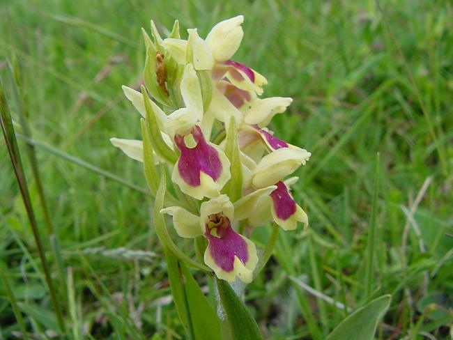 Dactylorhiza insularis  (Ipercromia di ....)